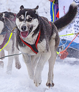 在冬天拉着雪橇比赛的狗在骑马时候糊状追求小狗图片