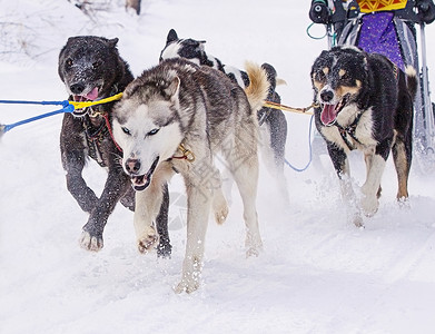 犬类在冬天拉着雪橇比赛的狗在骑马时候运动活力图片