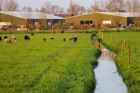 欧洲的一种在荷兰农场附近的草地上放牧牛群场地图片