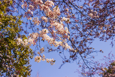 植物花瓣树粉红色朵和蓝天空明亮背景大阪jo公园前方图片