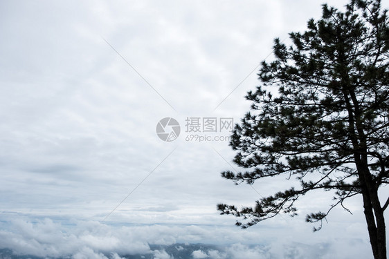 风景优美白色的高山顶上松树的休眠山谷中浮起的云层覆盖着松树的面水平图片