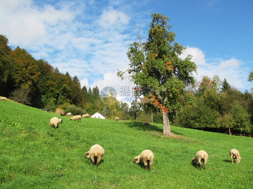 瑞士秋天风景哺乳动物围场白色的图片