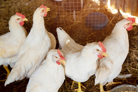 鸡是禽流感H5N1肉团体喂食图片
