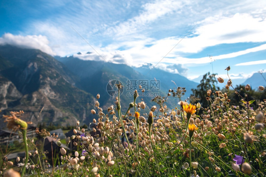 夏天的绿色山景瑞士阿尔卑斯山的鲜花和蓝天美丽的背景阳光明媚的日子农场天空树木图片
