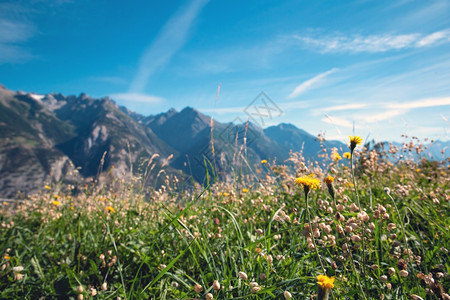 高山贝希特斯加登夏天的绿色山景瑞士阿尔卑斯山的鲜花和蓝天美丽的背景阳光明媚的日子牧场图片
