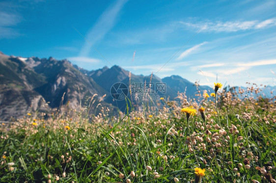 高山贝希特斯加登夏天的绿色山景瑞士阿尔卑斯山的鲜花和蓝天美丽的背景阳光明媚的日子牧场图片