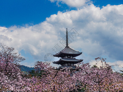 佛教分支花见日本NARA四月8日2017年本樱花在Kofukuji寺庙前的Kofukuji寺庙塔前图片