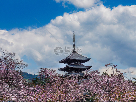 佛教分支花见日本NARA四月8日2017年本樱花在Kofukuji寺庙前的Kofukuji寺庙塔前图片