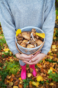 食物肖像冷静的一个提着篮蘑菇的小女孩穿着粉色橡胶靴关注蘑菇篮一个提着蘑菇的年轻女孩穿着粉色橡胶靴图片