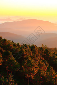 夏天多雾路段灵感日出时风景灿烂的山脉温暖早光照耀着温柔的薄雾覆盖着山岳和松林图片