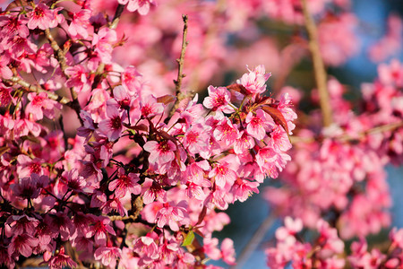 花朵是美丽的粉红花在一月至二开花的朵这些通常在泰国山丘上发现浪漫的旅行土井图片