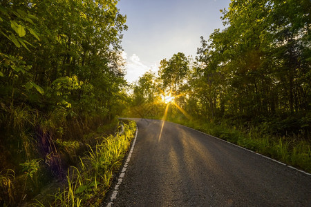 绿以下在森林中与太阳背后的道路在面图片