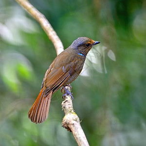 美丽的小鸟女大NitawaNiltawaGrandis在树枝上背面的描述自由打猎轮廓图片