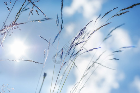 夏天草原上阳光晴朗的一天蓝空下有野花大自然朵背景乡村的生态艺术图片