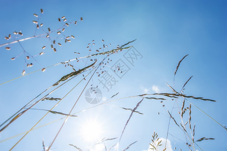 光束乡村的吹夏天草原上阳光晴朗的一天蓝空下有野花大自然朵背景图片