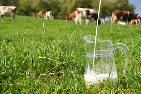 农村草地奶对牛群的抗瑞士Emmental地区爬坡道图片