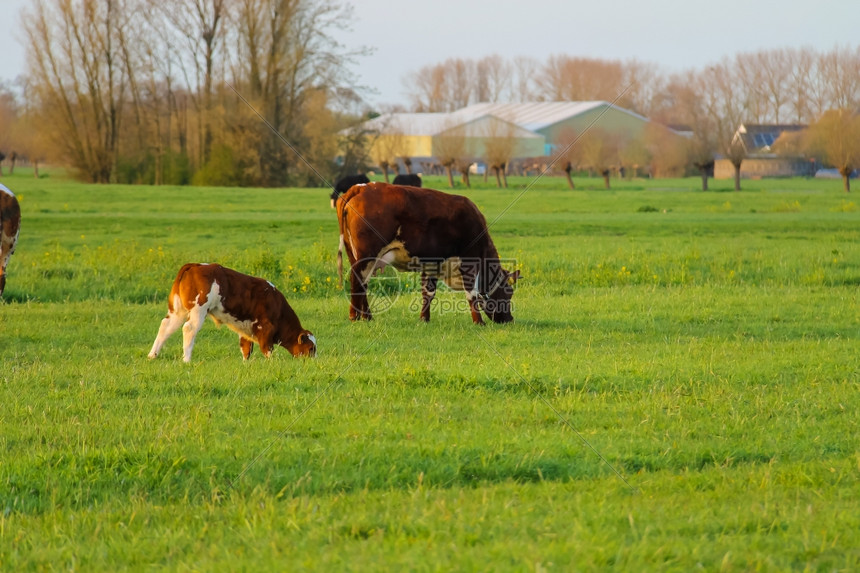 在荷兰农场附近的草地上放牧牛群一种自然风景优美图片