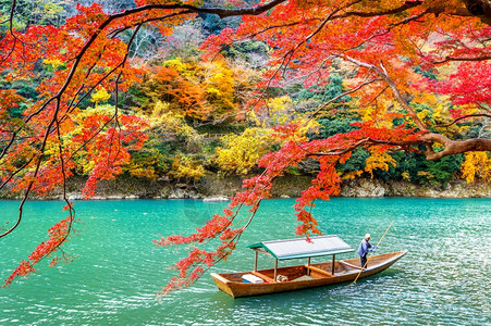 落下绿色在日本京都沿河的秋季在浅山河上划船的夫在日本京都的亚林山河上打帆船目的地图片