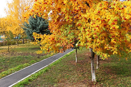黄色的美丽秋季山灰Sorbusaucuparia树配有红色明绿黄和橙的红捆条以及公园中的亮绿色黄和橙灰莓图片