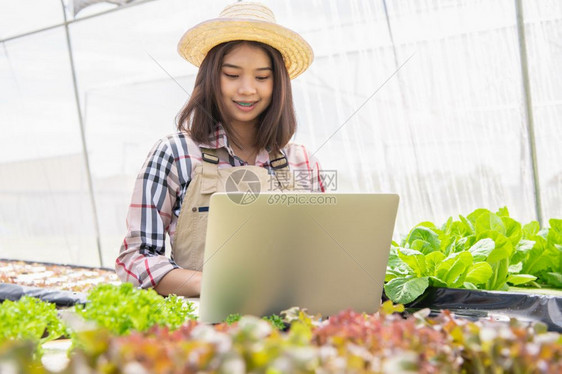 种植园温室收集蔬菜生长信息并使用膝上型电脑将数据传给网交易互联供销售的客户技术与现代商业通信概念以收集植物生长信息及利用手提电脑图片