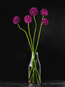 在有水的玻璃花瓶里露出野生洋葱孤立在黑色背景上摄影棚拍死气沉睡几个开花洋葱的萌芽一个带花的卡片概念夏天生活美丽的图片