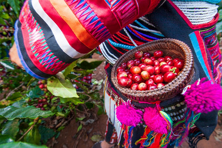 季节在有机农场树上收获阿拉伯咖啡莓的Akha农民妇女在泰国北部地区清莱美丽的Wicker篮子Akha村有机农场中收获阿拉伯咖啡浆图片