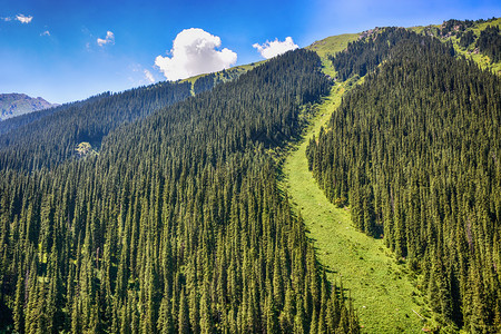 黎明假期吉尔斯坦卡拉科尔天山空下的地森林景观吉尔斯坦卡拉科尔天山下的地森林景观户外图片