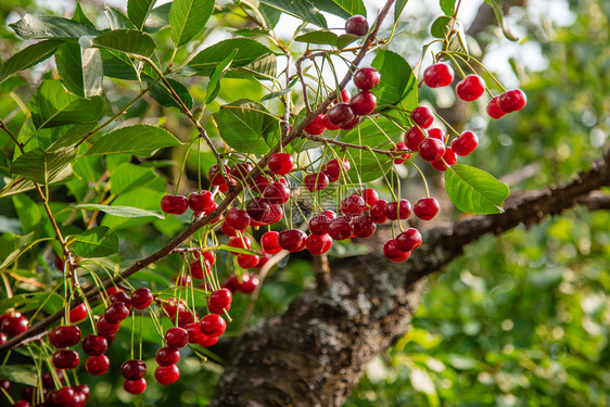晴天季节花园树枝上的红樱桃阳光下果莓的丰收时间花园树枝上的有机果子红樱桃浆果的收获时间植物图片