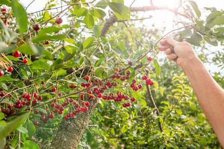 季节农村新鲜的花园树枝上红樱桃阳光下果莓的丰收时间花园树枝上的有机果子红樱桃浆果的收获时间图片