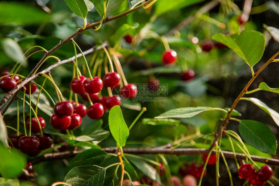 食物花园树枝上的红樱桃阳光下果莓的丰收时间花园树枝上的有机果子红樱桃浆果的收获时间新鲜户外图片