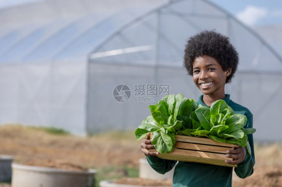 简单的非洲男孩在温室环境保护绿色地球日园艺有机农业等各种主题的前面收获后拿着一篮木子生菜蔬沙拉展示给非洲男孩看c以绿色有机农业为图片