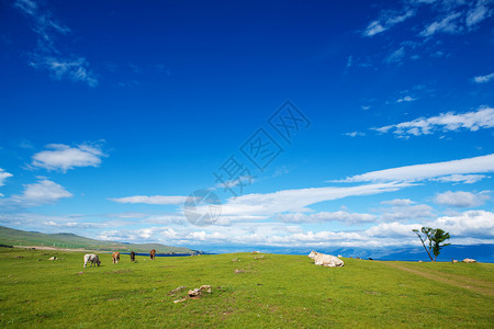 高山牧草地貌与放的牛群在明亮日落与天空之云的亮蓝背景下夏天场地农图片