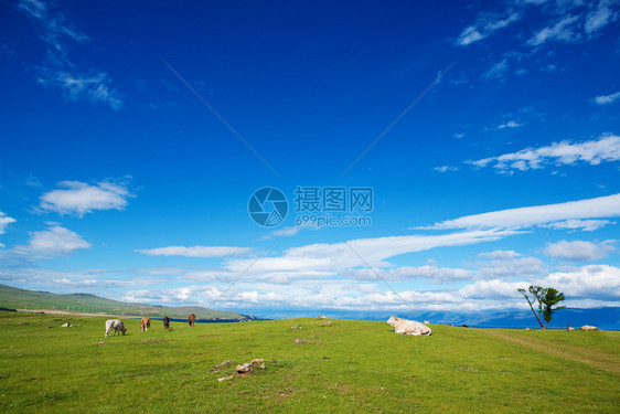 高山牧草地貌与放的牛群在明亮日落与天空之云的亮蓝背景下夏天场地农图片