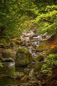 森林河中的洛基小溪有岩石稠密的过度生长森林自然流动的水背景雨林丰富多彩的溪流图片