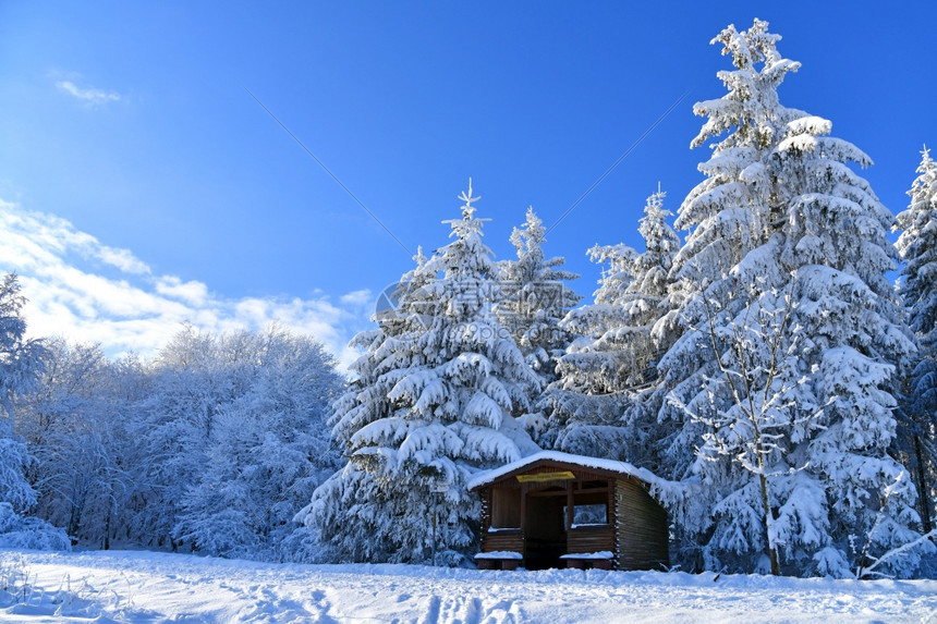 雪冬季风景一月森林图片