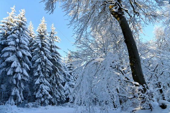 木质的范围冬季风景循环的图片