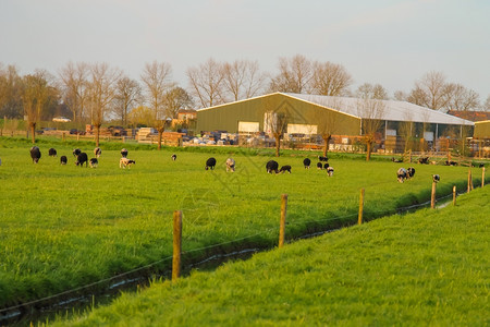 农业在荷兰场附近的草地上放牧牛群平坦欧洲图片
