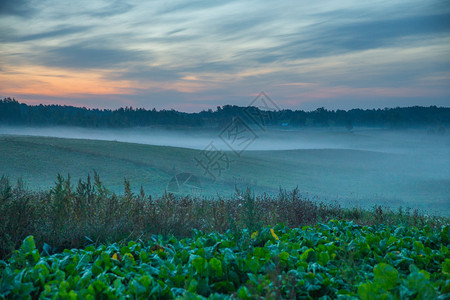 蒙拉脱维亚克斯瓦市Kraslava清晨阳光草地树木和雾风照了2018年旅游照片早晨户外图片