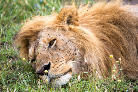 马拉牙齿一只大狮子睡在肯尼亚大草原的丛中一只大狮子睡在肯尼亚大草原的丛中肯尼亚人图片