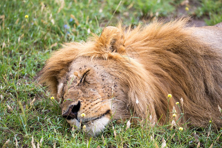 打哈欠毛皮一只大狮子睡在肯尼亚大草原的丛中一只大狮子睡在肯尼亚大草原的丛中马赛图片