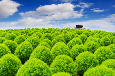 场地日本立海边公园美丽的小千家植物花图片