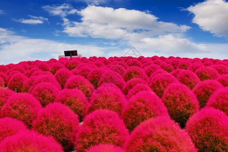 花园游客颜色日本立海边公园美丽的小千家图片
