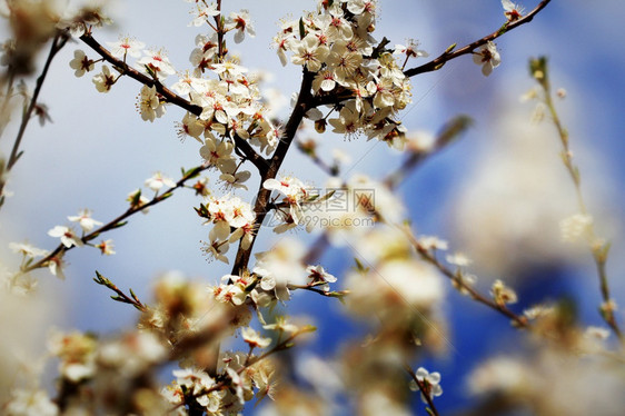模糊植物樱桃美丽的梅花抽象自然本底春天的季节花卉壁纸树枝上的小白花美丽梅树枝上小白花图片