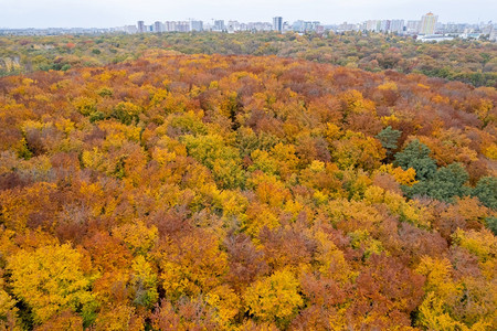 抽象的从无人驾驶飞机对林地的目视中看到鸟类林地上有色彩多的秋树和现代高楼在远处站相隔大城市的秋天公园之间叶子金的图片