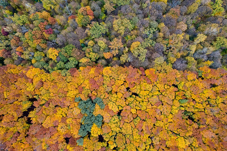 宁静外部由无人驾驶飞机在林地区上空登中观光的天景象带有多彩树木的秋天森林风景与色彩繁丽的树木季节图片