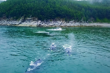 埃斯克里修浅海中的灰鲸顶部鱼浅海中灰鲸鱼多云的友好图片