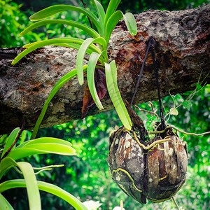 惊人的植物热带兰花在雨林中干椰子锅种植传统亚洲园艺的图片