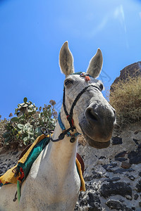 假期海棕色的希腊圣托里尼岛的驴子用来在夏季运送游客旅者图片