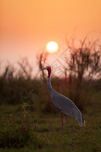 寂寞质地SilhouetteSoft在日落时草地上放松关注着Crane鸟类图片