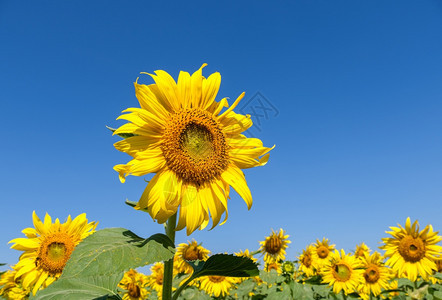 农业花向日葵在泰国中部农村场种植园田地的明蓝天空下划行位于泰国中部农村场细节图片